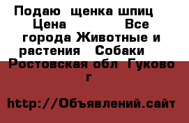 Подаю. щенка шпиц  › Цена ­ 27 000 - Все города Животные и растения » Собаки   . Ростовская обл.,Гуково г.